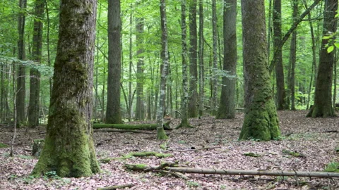 Mysterious virgin forest. forest thicket. trunks of growing trees. Vidéo 194296463