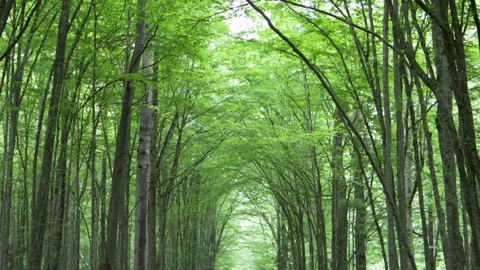 Mysterious virgin forest. forest thicket. trunks of growing trees. Vidéo 194296831