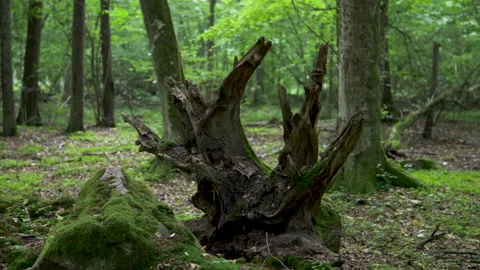 Mysterious virgin forest. forest thicket. trunks of growing trees. Stock Footage 194306710