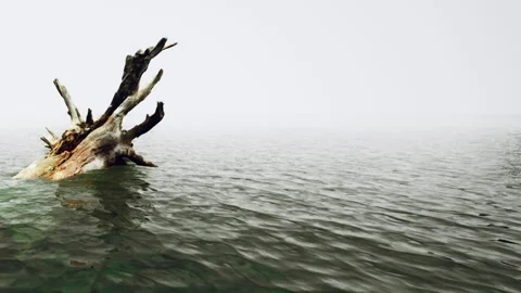 Mysterious Waters Reveal a Lone Tree Stump Amidst Quiet Fog Видео 344822019