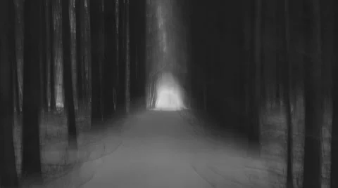 Mysterious winter forest. Stock Footage 51120164