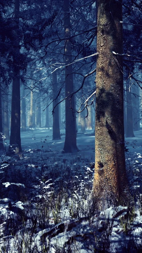 Mysterious winter forest with tall trees and soft snow blanket Stock Footage 316633833