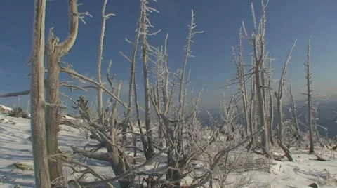 Mysterious winter woods Stock Footage 10680643