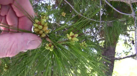 Mysterious yellow dust explained Pine pollen tapped from tree Stock Footage 47674872