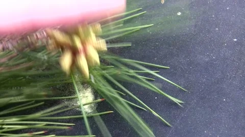 Mysterious yellow dust explained Pine pollen tapped on lid Stock Footage 47675035