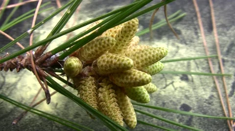 Mysterious yellow dust explained Pine flower Vcloseup Stock Footage 47675276