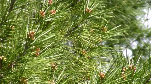 Mysterious yellow dust explained Pine flowers zoom out Stock Footage 47675290