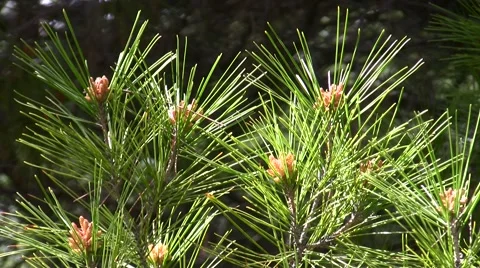 Mysterious yellow dust explained Pine flowers zoom out Stock Footage 47675322