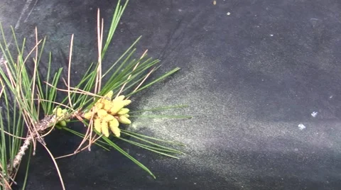 Mysterious yellow dust explained Pine pollen tapped out on lid Stock Footage 47675450