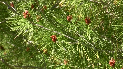 Mysterious yellow dust explained Pine zoom-in zoom out wide Stock Footage 47675486