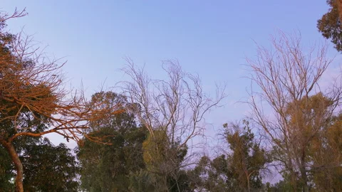The mysterious zoom in from general plan of park in the evening to dry branches Stock-Footage 94872043