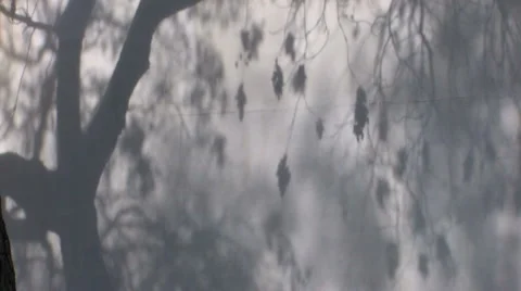 Mystery forest Video stock 959509