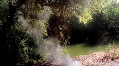 Mystery forest Stock Footage 26182768