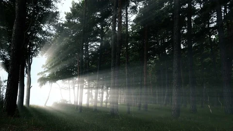 Mystery Forest with Magical light from the Trees. 4K Ultra HD Vídeos de archivo 83607155