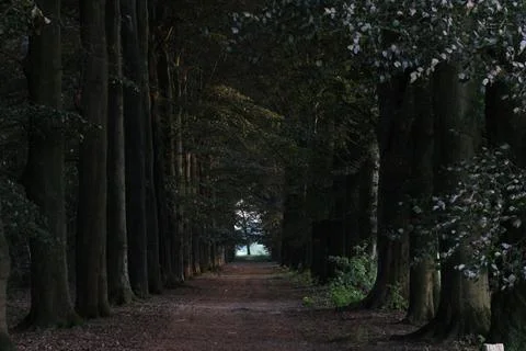 Mystery forest with pathway Stock Photos