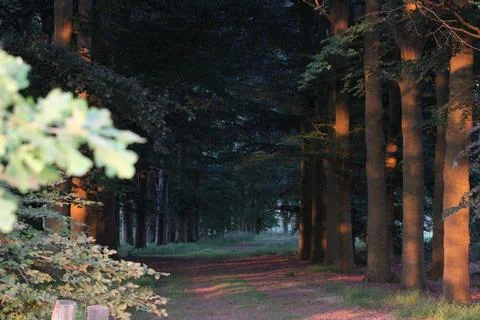 Mystery forest with pathway Stock Photos