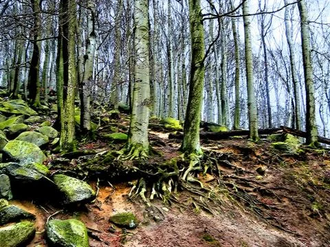 Mystery Forest Stock Photos