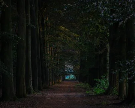 Mystery forest Foto stock