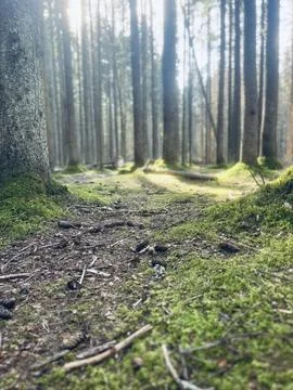 Mystery of the forest Foto stock
