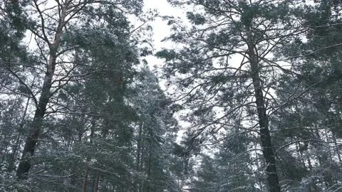 Mystery forest in winter Video stock 226096372