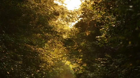 Mystery jungle Stock Footage 100663287