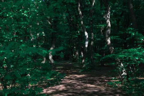 Mystery path in a forest Stock Photos