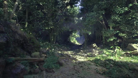Mystery route concealed beneath dense foliage and rays of sunlight Stock Footage 339789543