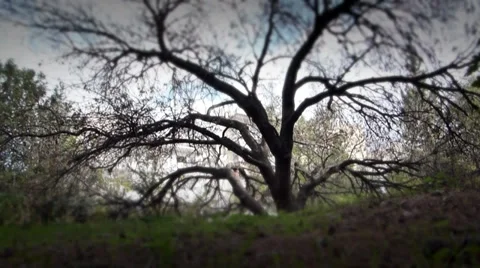 Mystery tree. Stock Footage 33409509