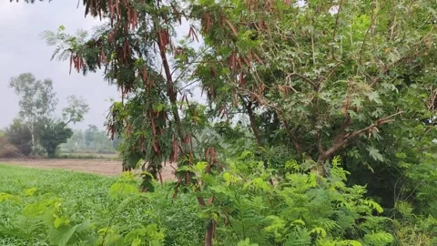 Mystery Tree with Red Pods 库存影片 340516707