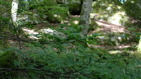 Mystic celtic forest with big stone Video stock 77848988