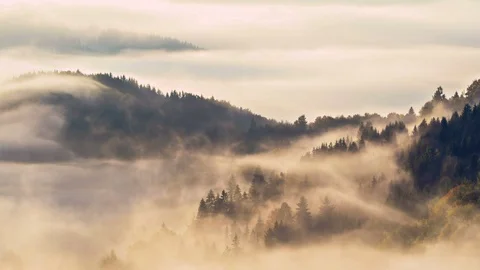 Mystic clouds in forest landscape Time lapse Stock-Footage 102509635