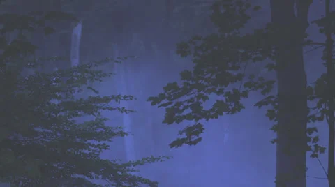 Mystic Foggy Glade In A Beech Forest Stock Footage 37611953