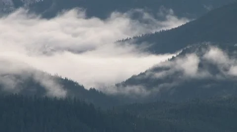 Mystic Forest Fog Time Lapse Stock Footage