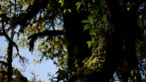 Mystic Forest Stock Footage 48215171