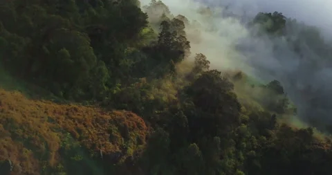 Mystic Forest Stock Footage 131011234