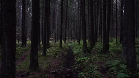 The mystic forest Stock Footage 238012949
