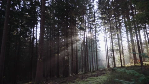 Mystic forest with misty rays of sunshine Stock Footage 148016835