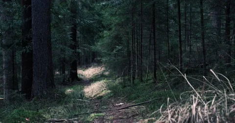 Mystic forest path Stock Footage 231726892