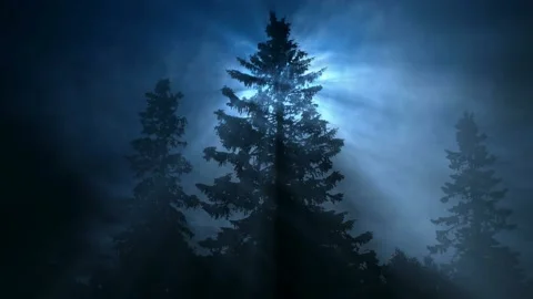 The Mystic Forest. Rays of moonlight shine through the branches of firs. 4K Stock Footage 221085366