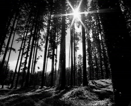 Mystic forest with sun Stock Footage 106908