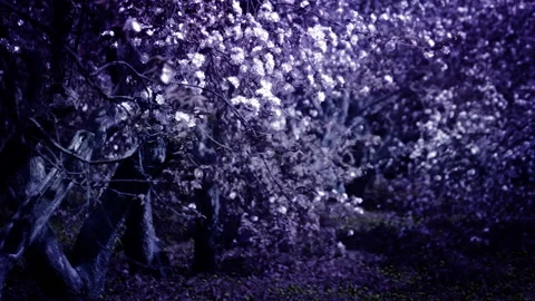 Mystic Garden Video stock 88476824