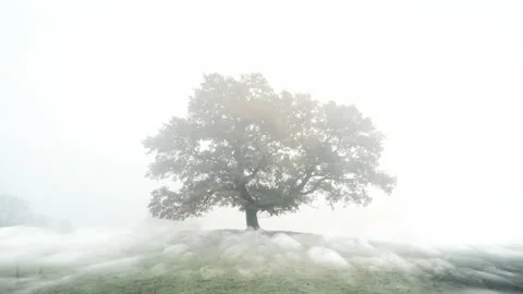 A mystic lonely tree standing on a hillside with rolling fog  Stock Footage 142892002