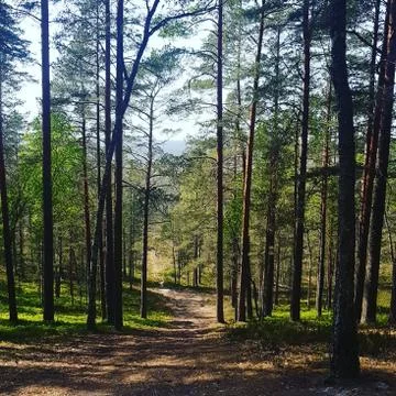 Mystic magic forest Stock Photos
