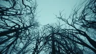 Mystic Misty Forest Bottom View Stock Footage