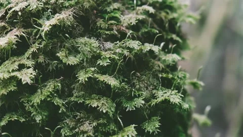 Mystic moss on a tree pole. Stock Footage 197338645