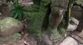 Mystic mossy Demon sculpture in tropic jungle HD Footage