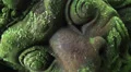 Mystic mossy Demon sculpture in tropic jungle HD Footage