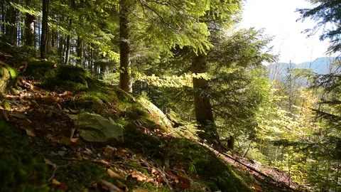 Mystic Mountain Forest Stock Footage 97259919