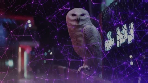 MYSTIC OWL Stock Footage 312983771