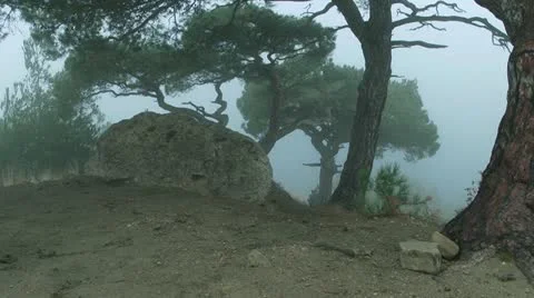 Mystic pine Video stock 22394102